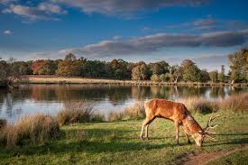 56,622 likes · 1,013 talking about this. Eventrac Richmond Park Virtual Challenges 2020