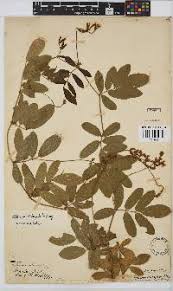 Image result for Ophrestia