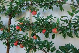 Grow your own apples, plums, cherries, and peaches in even the smallest backyard! Goodshomedesign