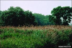 Check spelling or type a new query. Phragmites Australis Invasion Front At The Montezuma National Wildlife Download Scientific Diagram