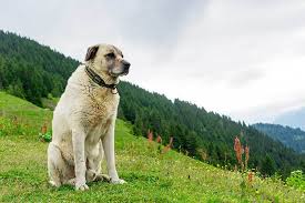 Originally the breed served people of sivas, where the kangal continues to be a popular dog breed in turkey. The Ultimate Guide To The Kangal Dog