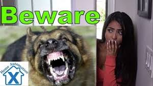 Dog barking in the backyard. Barking Dog Security Alarm System Youtube
