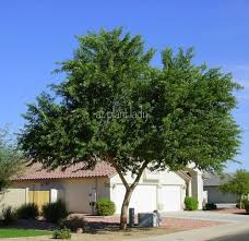 Sissoo Tree Very Fast Growing Shade Tree Grows Between 30 50 Feet X 30 Feet Resistant To Wind Fast Growing Shade Trees Shade Trees Desert Landscaping