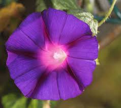 Image result for Ipomoea lapathifolia
