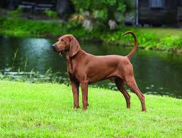 Blue and white ticked, red and. Redbone Coonhound Wikipedia