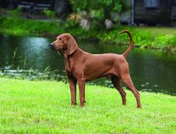 Just in time for deer season! Redbone Coonhound Wikipedia