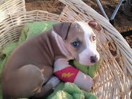 A Guide To The Stages Of Pit Bull Puppy Development