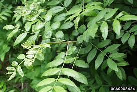 Image result for Zanthoxylum sp. A