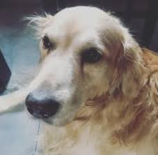 English golden retriever puppies california. 12 Best English Golden Retriever Breeders 2021 We Love Doodles