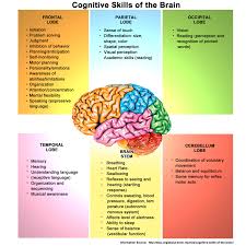 Cognitivebrainfunctionchart Png Png Image 1500 X 1500