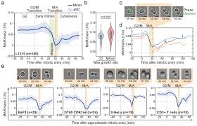 After telophase i of meiosis, the chromosomal makeup of each daughter cell is a) diploid, and the chromosomes are each composed of a single chromatid. Mammalian Cell Growth Dynamics In Mitosis Elife
