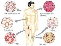 Histología