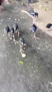 Image result for tbn:ANd9GcSKQ6WZNNgGQRYszRgFbxpr9QGU37z-EFx8LzTd2pp2XVncdrMO4AeJuA