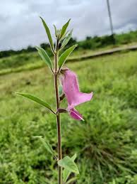 Image result for Sesamum radiatum