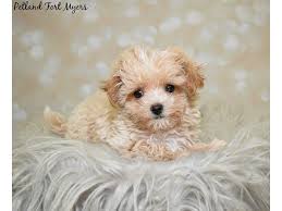 The malti poo is an intelligent, loving dog. Maltipoo Maltese Poodle Dog Male Red 2591127 Petland Fort Myers Florida