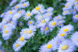 Wild Flowers Blue Asters In 2020 Wild Flowers Flower Garden Plans Flowers