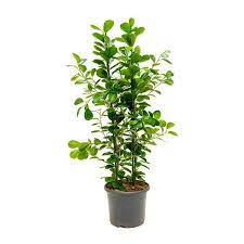 Check spelling or type a new query. Ficus Microcarpa Moclame Indian Laurel Indoor Plants Hortology