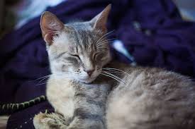 Below is a complete list of the 118 best male cat names. Unique Fitting Funny Names For Grey Cats Male Female