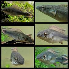 Pike Cichlid Identification Monsterfishkeepers Com