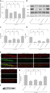 Rất đơn giản, bạn chỉ cần chụp hình lại, mô tả cụ thể về sản phẩm và sử dụng ứng dụng đăng tin miễn phí của chợ tốt là. Surfen And Oxalyl Surfen Decrease Tau Hyperphosphorylation And Mitigate Neuron Deficits In Vivo In A Zebrafish Model Of Tauopathy Translational Neurodegeneration Full Text
