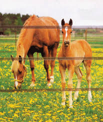 A straight shed row barn is one of the most basic, yet most popular horse stable layouts for anyone looking for a simple, practical barn. Horse Barn Plans Horse Rider