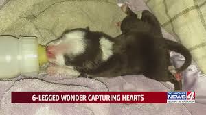 Cornell university announces first ever litter of puppies born with in vitro fertilization. She S Probably One Of A Kind Veterinarians Say Six Legged Puppy Is A Miracle Kfor Com Oklahoma City