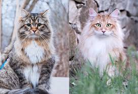 It is a strong, big, cat with long legs, a bushy tail, and a sturdy body adapted to the region's cold climate. Siberian Vs Norwegian Forest Cat The Little Carnivore