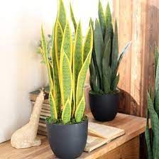 7 Evidence Based Snake Plant Benefits Proven In Studies Plant Benefits Plants Snake Plant