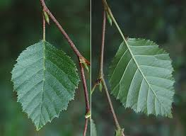 Image result for Alinula sp.