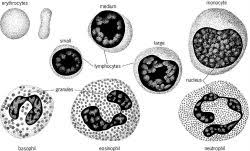 Hemopoiesis begins in the red bone marrow, with hemopoietic stem cells that differentiate into myeloid and lymphoid lineages. Blood Buffers Article About Blood Buffers By The Free Dictionary