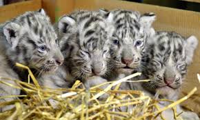 Download, share or upload your own one! White Tiger Cubs Maul Keeper To Death In India India The Guardian