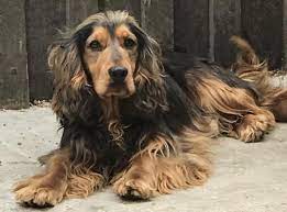 Maybe you would like to learn more about one of these? Image Result For Sable English Cocker Spaniel