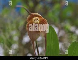 Monkey orchid (Dracula simia) in the ...