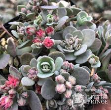 Image result for Sedum