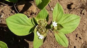 Image result for Richardia brasiliensis