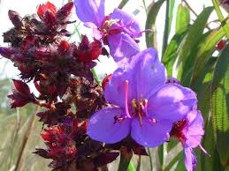 Image result for Dissotis