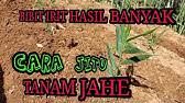 Ini berlaku untuk semua jenis jahe. Budidaya Jahe Di Lahan Terbuka Youtube