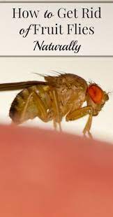 How To Get Rid Of Fruit Flies Naturally Fruit Flies Cleaning Recipes Cleaning Hacks
