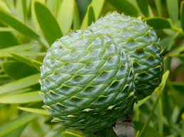 Image result for Agathis