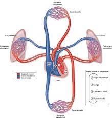 19 3 Cardiovascular System Circulations The Cardiovascular System Is Composed Of The Pulmonary Circula Cardiovascular System Workbook Sunflower Coloring Pages