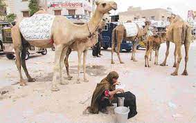 The elevator pitch is that partially digested proteins in dairy milk are accused of damaging the gut, which in turn affects the brain in a. Health Benefits Of Drinking Camel Milk