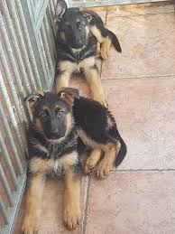 Simple yet effective · easy to follow steps · beginner & advanced German Shepherd Puppies For Sale Australia