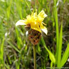 Image result for Xyris parvula