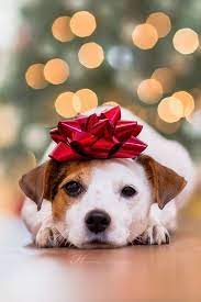 Pin On Cute Animals