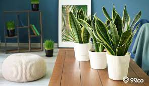Sansevieria memiliki sekitar 70 spesies, dimana si penemu tanaman hias satu ini adalah pietro antonio sanseverino. 11 Jenis Tanaman Lidah Mertua Tercantik Bikin Rumah Cantik Dan Sehat