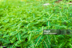 Image result for Phyllanthus amarus