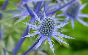 Flowers are good for cutting. Carefree Sunny Cutting Garden Zone 5