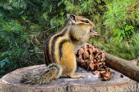 Sure they're cute, but not when they're tearing up the garden. How To Get Rid Of Chipmunks Around The Yard Modern Wildlife Control