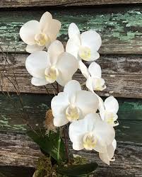 Hours may change under current circumstances Bloomwoods Flowers Events Facebook