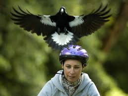Magpies magpies and jays are in the corvid family, which includes ravens and crows. Interactive Magpie Map Arms You Against Scourge Of The Skies
